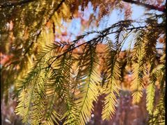 -昆山城市生态森林公园