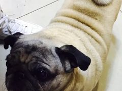 -牛叔鲜羊肉铜火锅(远东小区店)