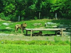 -北京野生动物园