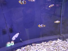 -大自然花鸟鱼虫市场