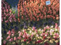 -黑龙江省森林植物园