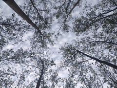 -合肥滨湖国家森林公园