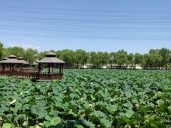 -尚庄度假村·庭台树下·户外烧烤·团建CS·轰趴营地(上庄水库店)