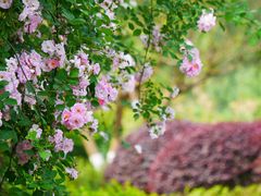 -白鹭湾湿地公园