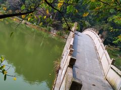 -铁山坪森林公园