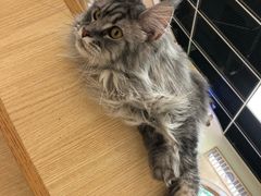 -猫和宫(六道口店)