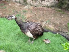 -西霞口神雕山野生动物世界