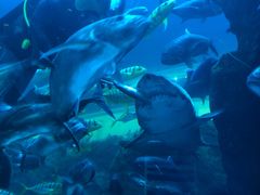 -迪拜水族馆及水下动物园