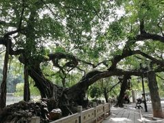 -小洲村