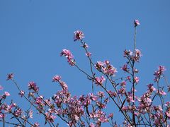 -海珠湖公园
