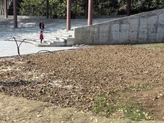 -千年银杏谷文化旅游区