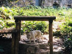 -麒麟中餐厅·经典粤菜·地道菜式老字号(广州长隆酒店)