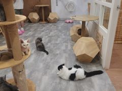 -楼上猫咖(罗湖店)