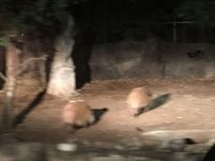 -清迈夜间动物园