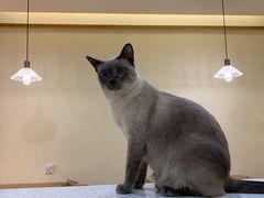 -滚猫咖啡·猫咖·猫友好撸猫(未来城店)