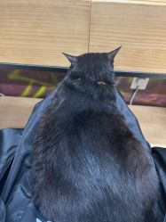 -竹马造型工作室