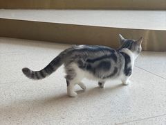-飞行喵MR PILOT|猫舍·猫咖(静安大融城店)