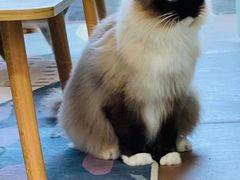 -猫在这儿猫咪咖啡馆·撸猫馆