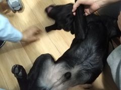 -瑞派宠物医院(锦江店)