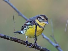 -广州白江湖森林公园