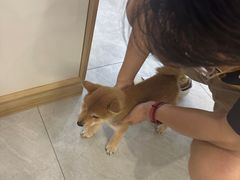 -柴犬小屋·柴餐厅·狗咖食堂(金鼎广场店)