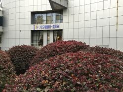 -iplus爱家高端孕妇摄影