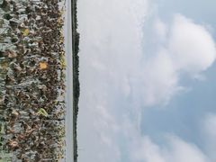 -东滩湿地公园观海楼餐厅