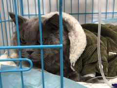 -萌兽医馆·宠物医院·猫骨科(创景店)