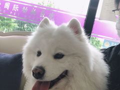 -宠爱国际动物医院· 猫科· 外科·中兽医(长白店)