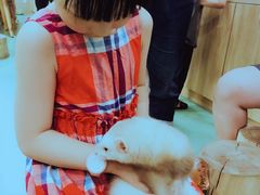 -藦茜花园宠物主题亲子互动体验馆(国顺东路店)