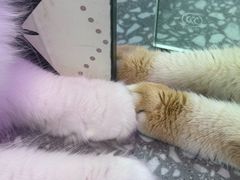 -大型宠物商超·宠海王国·宠物猫狗活体·用品·美容(新世界百货重庆店)