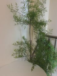 -小梨专业脱毛连锁机构