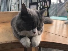 -猫小院猫主题咖啡厅(北锣店)
