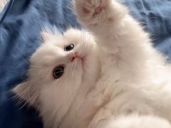 -老吴的猫·猫舍(新区店)