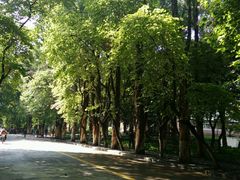 -中山大学学者灵芝(园南路店)