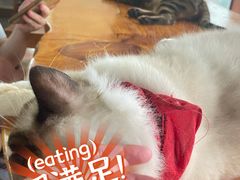 -蓝鲸·缅因猫舍