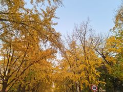 -三里屯东五街银杏大道