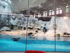 -帝企鹅自助餐厅•儿童岛•真企鹅(长隆企鹅酒店)