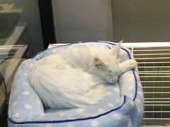 -东方名猫馆·英短金渐层布偶猫舍(环线广场1号楼店)