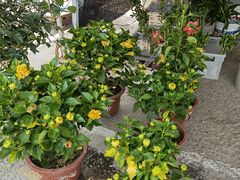 -中环花鸟鱼虫市场
