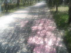 -高东镇樱花园