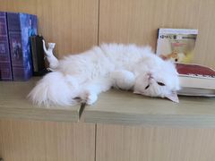 -飞行喵MR PILOT|猫舍·猫咖(静安大融城店)