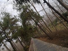 -合肥滨湖国家森林公园