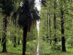 -黄海国家森林公园