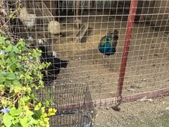 -西西里轰趴日租聚会别墅·团建拓展