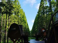 -黄海国家森林公园