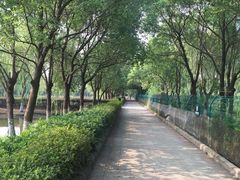 -中国扬子鳄村
