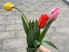 -荷兰花海