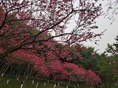 -重庆彩云湖湿地公园
