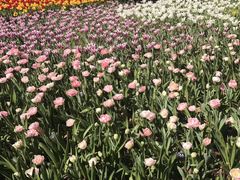 -上海鲜花港